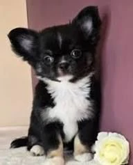 regalo piccoli chihuahua in cerca di una casa per sempre