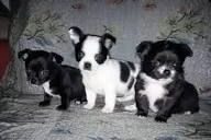regalo cuccioli chihuahua toy da conoscere e adottare responsabilmente