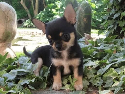 chihuahua toy affettuosi cuccioli cercano famiglia