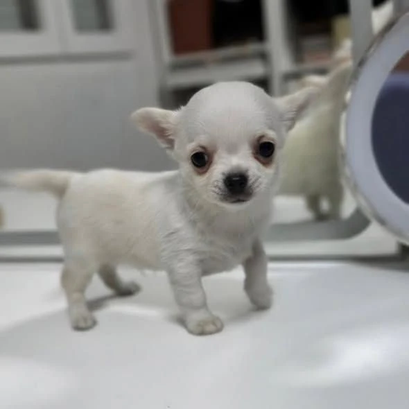 regalo chihuahua toy cercano una famiglia pronta ad accoglierli
