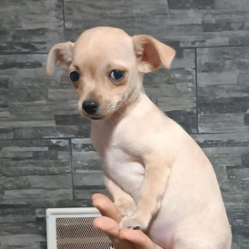 regalo cuccioli chihuahua adozione responsabile e consapevole