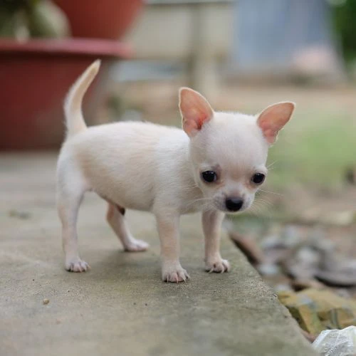regalo piccoli chihuahua toy in cerca di una casa amorevole