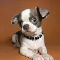 regalo una nuova famiglia per questi dolci cuccioli chihuahua