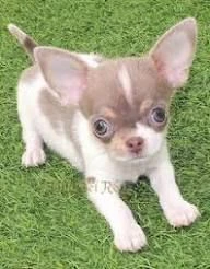 regalo chihuahua toy.