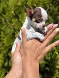 regalo maschio e femmina chihuahua .