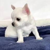 regalo machio chihuahua