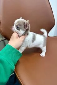 regalo piccoli chihuahua