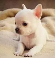 regalo cuccioli chihuahua.