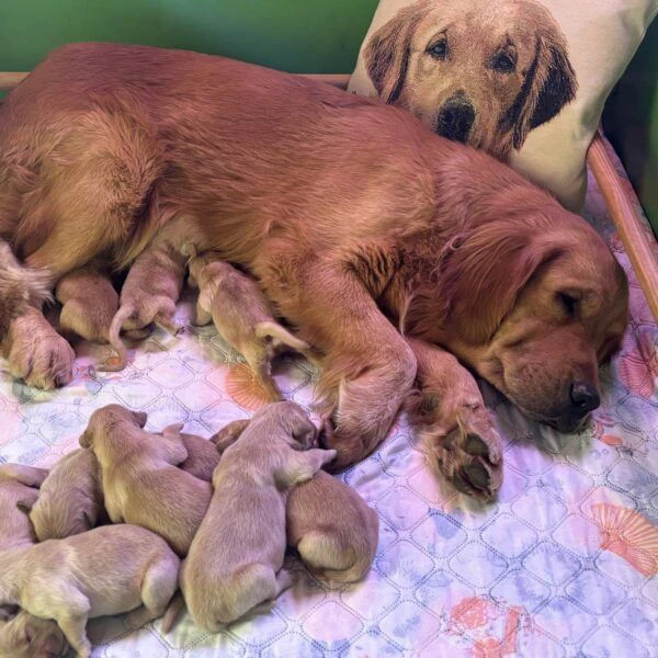 golden retriever cuccioli cercano una famiglia amorevole