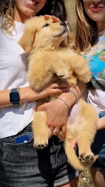 regalo teneri golden retriever cercano una casa per sempre