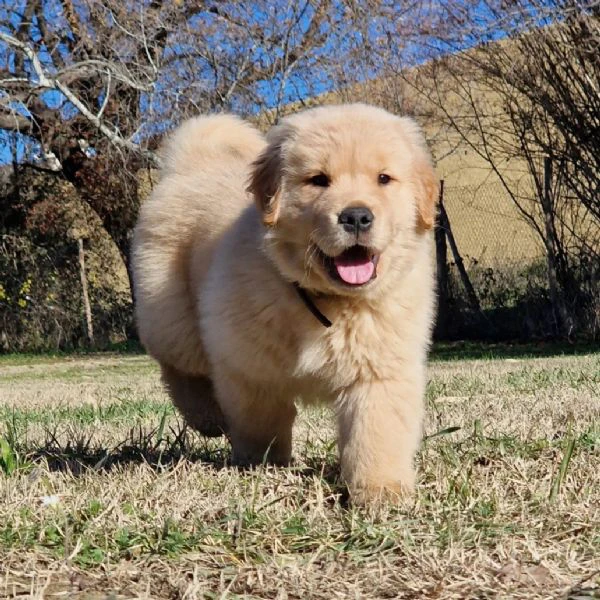 regalo cuccioli di golden retriever in adozione