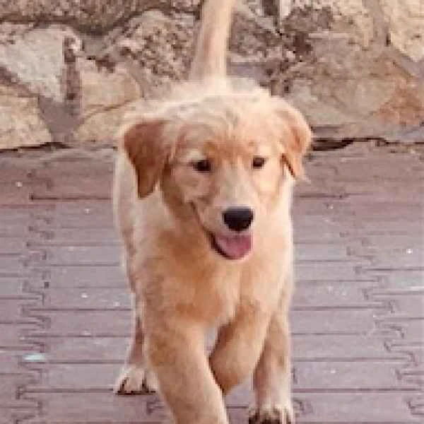 regalo golden retriever cuccioli: adozione in famiglia