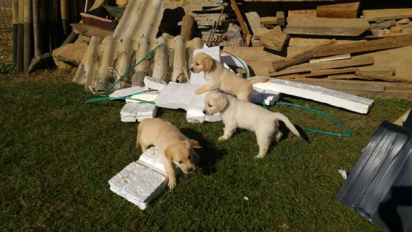 regalo cuccioli golden retriever in cerca di una casa amorevole