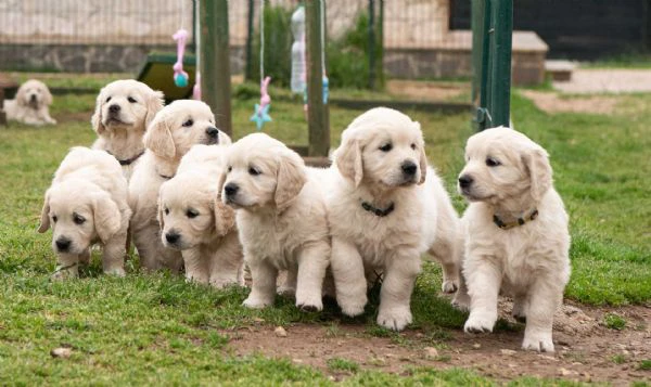 regalo golden retriever: piccoli cuccioli da accogliere in famiglia