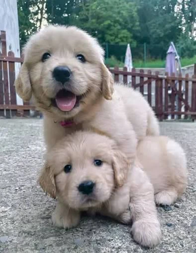 regalo cuccioli di golden retriever cercano il loro compagno umano