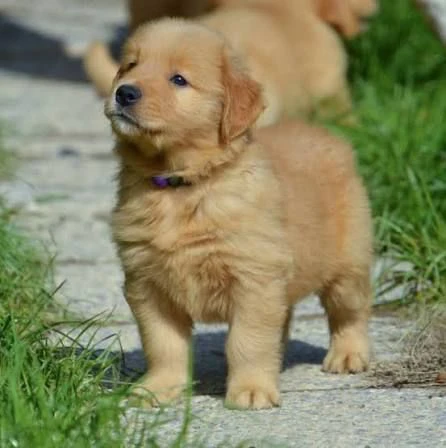 regalo golden retriever cuccioli cerchiamo famiglie responsabili