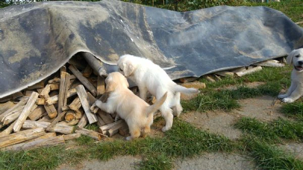 regalo un golden retriever per una famiglia speciale