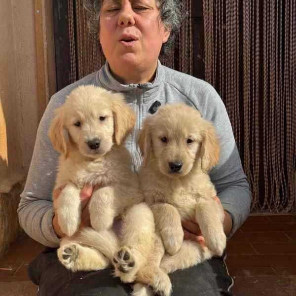 regalo golden retriever cuccioli alla ricerca di una casa