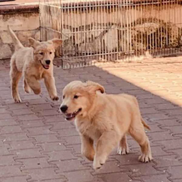 regalo dolci cuccioli golden cercano una famiglia per sempre