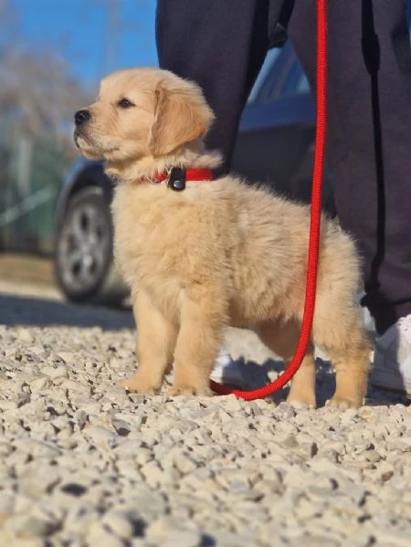 regalo golden retriever cuccioli nuove famiglie cercasi
