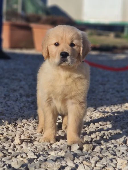 regalo una famiglia amorevole per un cucciolo golden retriever