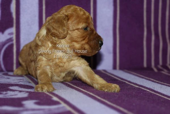 barboncini toy cuccioli italiani rossi | Foto 2