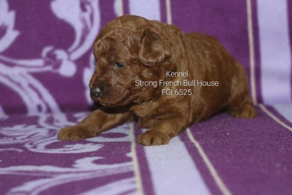 barboncini toy cuccioli italiani rossi | Foto 1