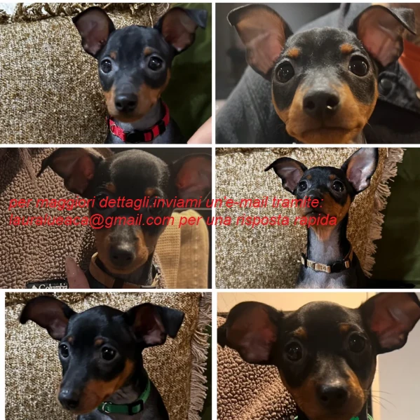 stupenda i cuccioli pinscher toy per adozione