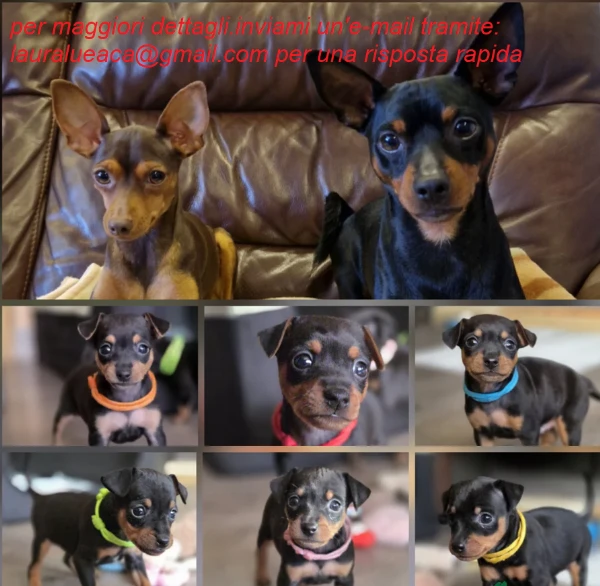 stupenda i cuccioli pinscher toy per adozione