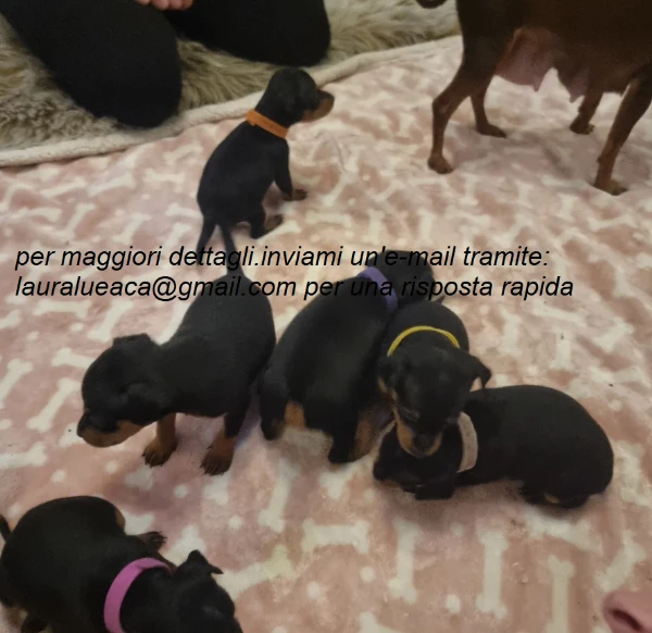 stupenda i cuccioli pinscher toy per adozione