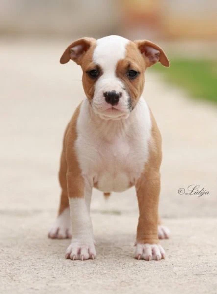 cuccioli di american staffordshire terrier | Foto 4