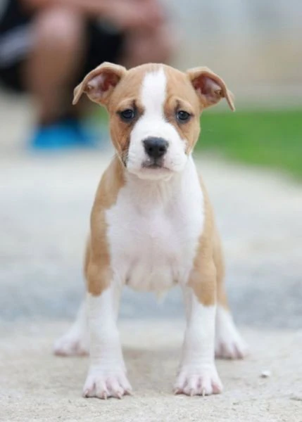 cuccioli di american staffordshire terrier | Foto 3