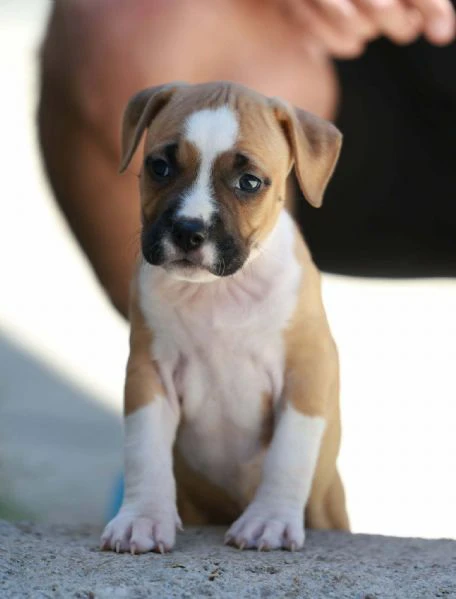 cuccioli di american staffordshire terrier | Foto 2