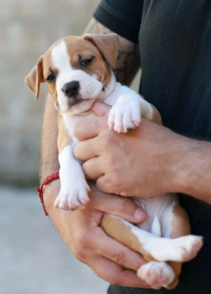 cuccioli di american staffordshire terrier | Foto 1