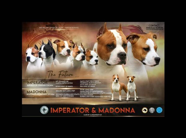 cuccioli di american staffordshire terrier