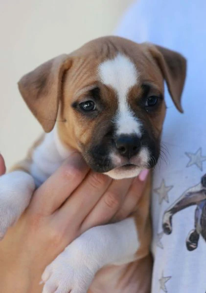 cuccioli di american staffordshire terrier | Foto 0