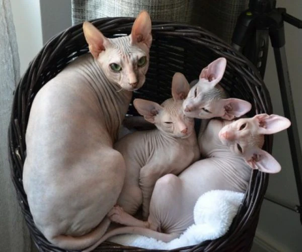 gatti sphynx bellissimi cuccioli