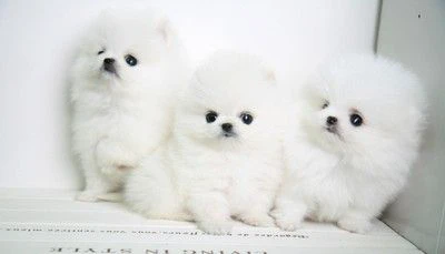 spitz di pomerania