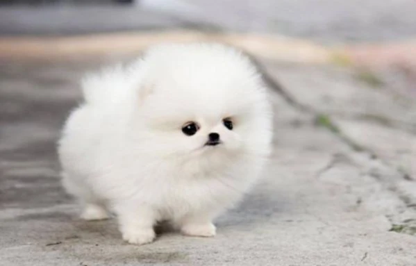 spitz di pomerania | Foto 0