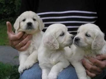 disponibili cuccioli di golden retriever 
