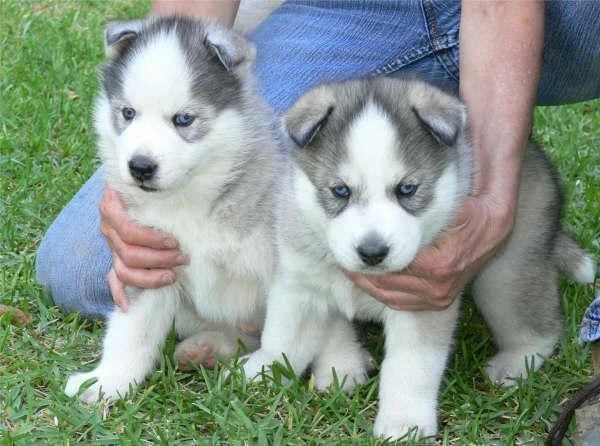 siberian husky cuccioli sono pronti ad uscire  | Foto 0