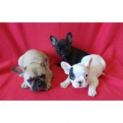 due cuccioli di bulldog francesi disponibili, 