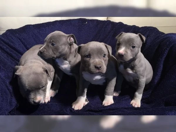 cucciolo di pitbull disponibili