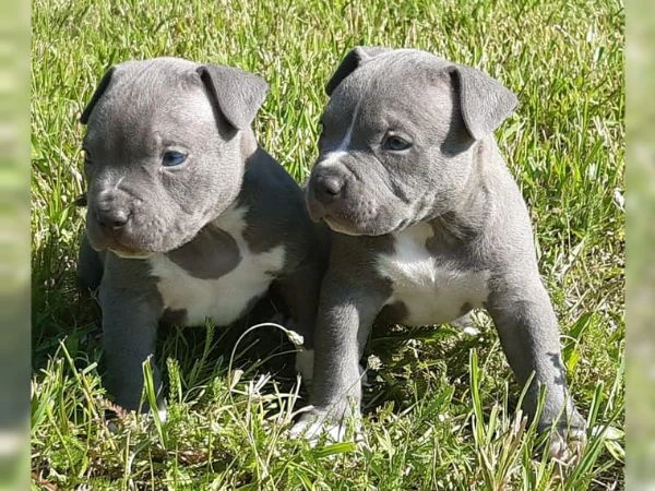 cucciolo di pitbull disponibili | Foto 1