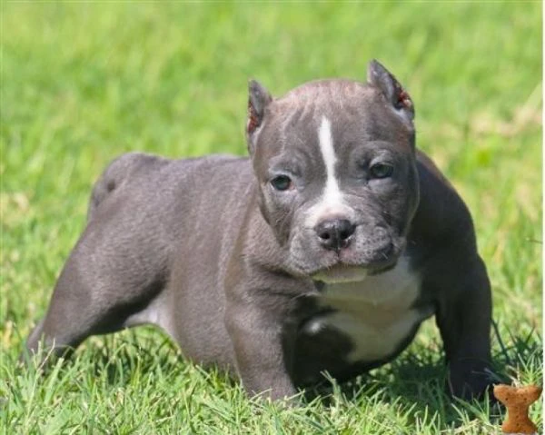cucciolo di pitbull disponibili | Foto 0