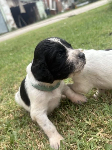 cuccioli setter inglesi 