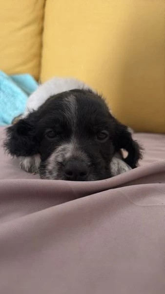 cuccioli setter inglesi  | Foto 2
