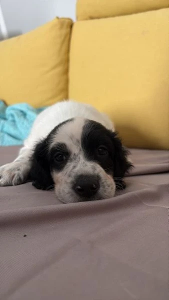 cuccioli setter inglesi  | Foto 1