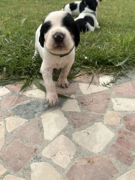 cuccioli setter inglesi  | Foto 0