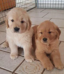 regalo cuccioli di golden retriever dolci e affettuosi
